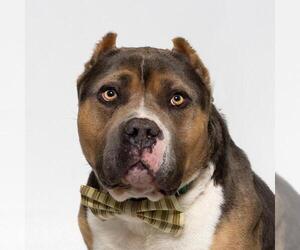 Mutt Dogs for adoption in Santa Maria, CA, USA