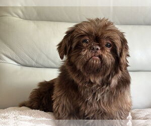 Shih Tzu-Unknown Mix Dogs for adoption in Farmington, MN, USA