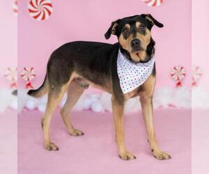 Black and Tan Coonhound-Unknown Mix Dogs for adoption in Conroe, TX, USA