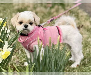 Mutt Dogs for adoption in springfield, VA, USA