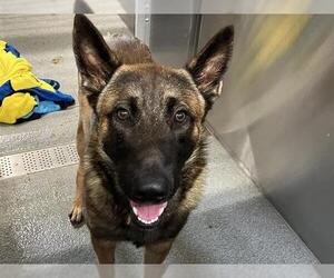 - Mix Dogs for adoption in Orange, CA, USA