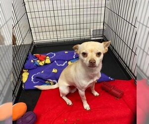 Chihuahua Dogs for adoption in Madison, WI, USA