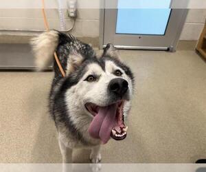 Siberian Husky-Unknown Mix Dogs for adoption in Grand Prairie, TX, USA