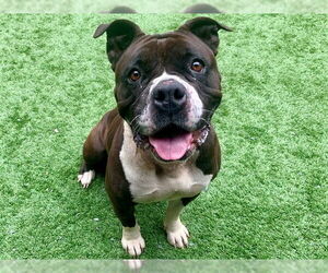 Mutt Dogs for adoption in Moreno Valley, CA, USA