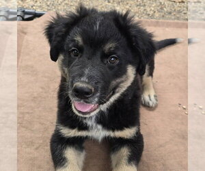 German Shepherd Dog-Unknown Mix Dogs for adoption in Minneapolis, MN, USA