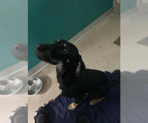 Mutt Dogs for adoption in Newton, NC, USA