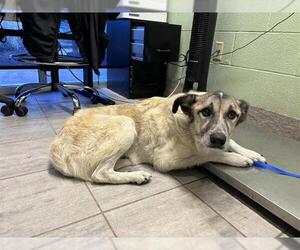 Anatolian Shepherd-Unknown Mix Dogs for adoption in Grand Prairie, TX, USA