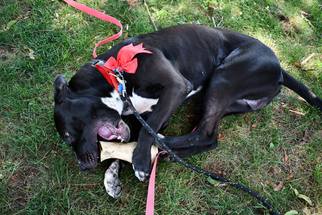 Borador Dogs for adoption in Bridgewater, NJ, USA