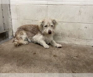 Mutt Dogs for adoption in San Bernardino, CA, USA