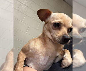 Chihuahua Dogs for adoption in Ogden, UT, USA