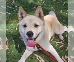 Akita Dogs for adoption in San Pablo, CA, USA