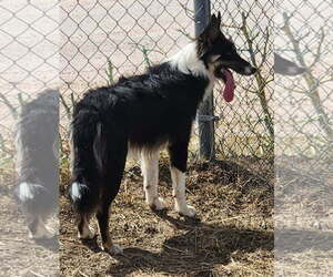 Mutt Dogs for adoption in Amarillo, TX, USA