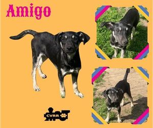 Mutt Dogs for adoption in Lindsay, CA, USA
