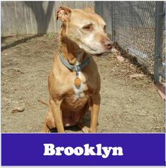 American Staffordshire Terrier Dogs for adoption in Armonk, NY, USA