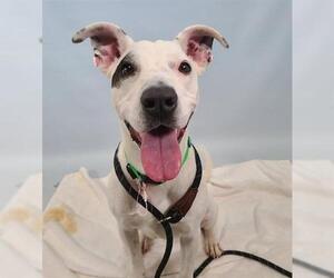 American Pit Bull Terrier-Unknown Mix Dogs for adoption in Fort Collins, CO, USA