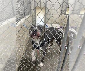 American Pit Bull Terrier Dogs for adoption in Easton, MD, USA