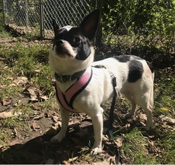 Chihuahua Dogs for adoption in Stroudsburg, PA, USA