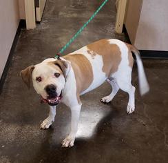 Small American Bulldog Mix