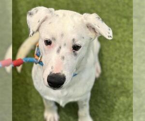 Mutt Dogs for adoption in Camarillo, CA, USA