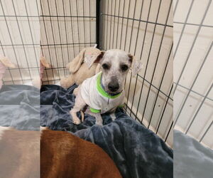 Mutt Dogs for adoption in Tempe , AZ, USA