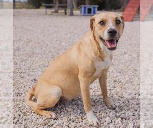 Labrador Retriever-Unknown Mix Dogs for adoption in Waco, TX, USA