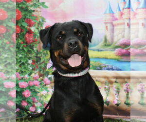 Rottweiler Dogs for adoption in Mooresville, NC, USA