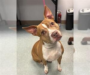 American Pit Bull Terrier Dogs for adoption in St. Cloud, FL, USA