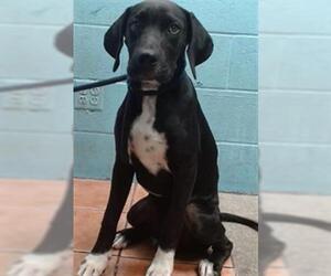 Great Dane Dogs for adoption in Downey, CA, USA