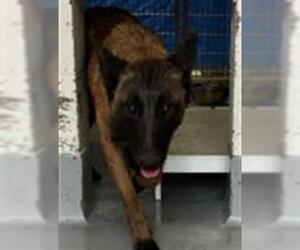 Mutt Dogs for adoption in Visalia, CA, USA