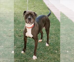 American Pit Bull Terrier-Unknown Mix Dogs for adoption in Las Vegas, NV, USA