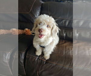 Aussiedoodle Dogs for adoption in St. Louis Park, MN, USA