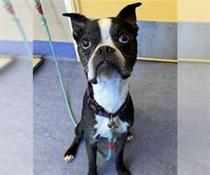 Boston Terrier Dogs for adoption in Santa Maria, CA, USA