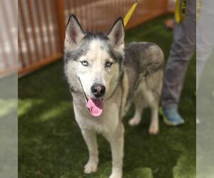 Siberian Husky-Unknown Mix Dogs for adoption in Las Vegas, NV, USA