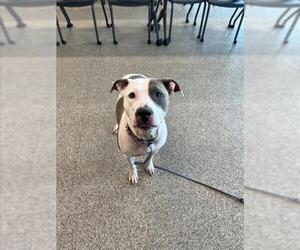 American Pit Bull Terrier Dogs for adoption in Saginaw, MI, USA