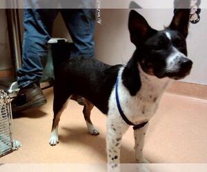Mutt Dogs for adoption in Martinez, CA, USA