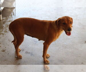 Labrador Retriever-Unknown Mix Dogs for adoption in El Centro, CA, USA
