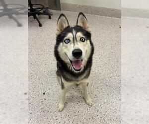 Siberian Husky Dogs for adoption in Brighton, CO, USA