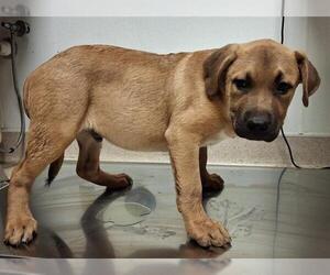 German Shepherd Dog-Unknown Mix Dogs for adoption in Bakersfield, CA, USA