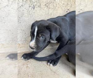 American Pit Bull Terrier-Unknown Mix Dogs for adoption in Oklahoma City, OK, USA