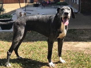 Great Dane Dogs for adoption in Euless, TX, USA