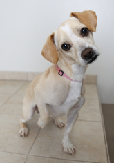 Puggle Dogs for adoption in Eden Prairie, MN, USA