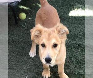 Golden Retriever Dogs for adoption in San Pablo, CA, USA