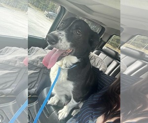 Border Collie-Unknown Mix Dogs for adoption in Anchorage, AK, USA