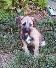 Mutt Dogs for adoption in Plainfield, IL, USA