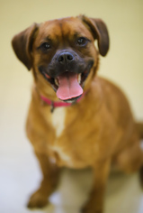 Pughasa Dogs for adoption in Buffalo, MN, USA