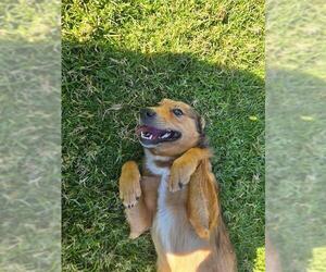 Mutt Dogs for adoption in Riverside, CA, USA