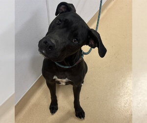 Labrador Retriever-Unknown Mix Dogs for adoption in Placerville, CA, USA