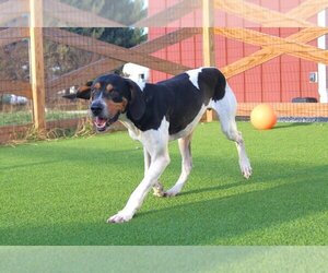 Treeing Walker Coonhound Dogs for adoption in Chestertown, MD, USA
