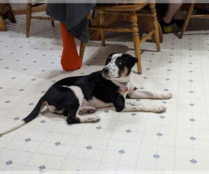 Labrador Retriever-Unknown Mix Dogs for adoption in Sheboygan, WI, USA