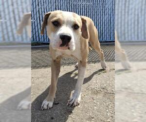 American Pit Bull Terrier Dogs for adoption in Bakersfield, CA, USA